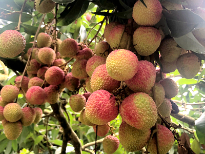 嶺南六月荔枝丹，‘馬甲’增添別樣紅——技術(shù)推廣服務助力產(chǎn)業(yè)升級